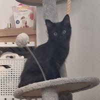 TAO, chat à adopter