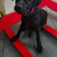 Moi Cadentia, chienne à adopter