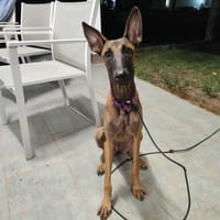 SANEKA mérite toute votre attention !, chienne à adopter