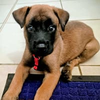 NALA, la magnifique rescapée, chienne à adopter