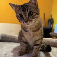 AMONISTAR, chatte à adopter