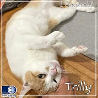 Trilly, gatto femmina da adottare