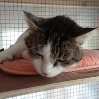 PIN UP, chatte à adopter