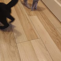 ABY, chatte à adopter