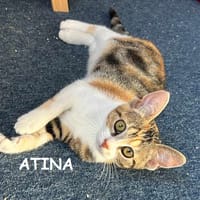ATINA   A RESERVER, chatte à adopter