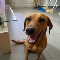 Dixy la joyeuse et dynamique louloute, chienne à adopter