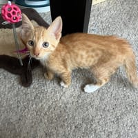 Ruby, katers ter adoptie