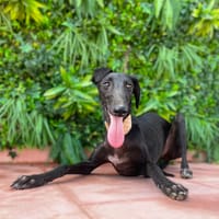 LAMARA, chienne à adopter