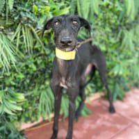 NATASHA, chienne à adopter