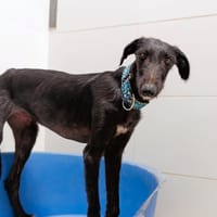 NELIA, chienne à adopter