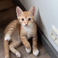 Rossa, katers ter adoptie
