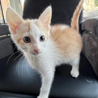 Rojo, katers ter adoptie