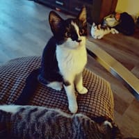 Maxim, katers ter adoptie