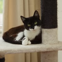 Coda, poezen ter adoptie