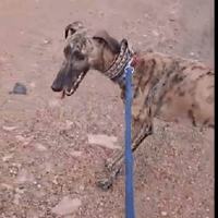 HADES, chien à adopter