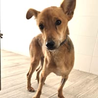 TEDDY (Animalea), chien à adopter