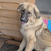 Iona, female dog to adopt