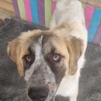 Islay, female dog to adopt