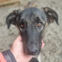 Skye, female dog to adopt
