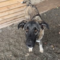 Skye, female dog to adopt