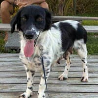 Rosa, femelle, épagneul breton, née le 01/06/2024, chienne à adopter