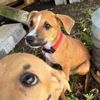 Spooky, mâle croisé berger, né le 18/06/2025 🐶, chien à adopter