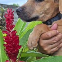 Néwis, mâle croisé berger, né le 18/06/2025 🐶, chien à adopter