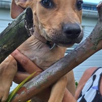 Barton, mâle croisé berger, né le 18/06/2025 🐶, chien à adopter
