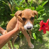 Aéla, femelle croisée berger, née le 18/06/2025 🐶, chienne à adopter