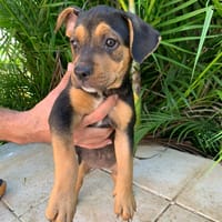 Abba, femelle, X berger, née le 24/07/2025, chienne à adopter