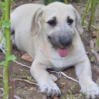 Dolly Traumhund, Hündin zur Adoption