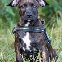 Hugo, Helga und Hannah, Hund zur Adoption