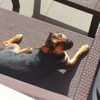 Kleiner lieber Rüde Jerry 1 Jahr, Hund zur Adoption