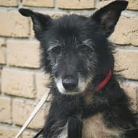 Hedda - wartet in 51588 Nümbrecht, Hündin zur Adoption