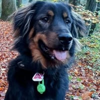 EMIL - verliert sein Zuhause, in Witten!, Hund zur Adoption