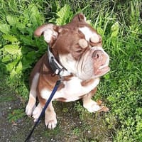 Oeb sucht tolle Menschen  fürs Leben, Hündin zur Adoption