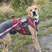 Paco sucht ein Zuhause, Hund zur Adoption