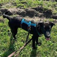 Dezra - ist freundlich&zurückhaltend, Hündin zur Adoption
