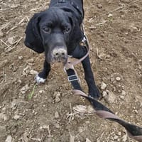 Eros sucht ein Zuhause, Hund zur Adoption