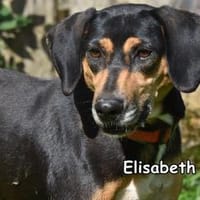 ELISABETH, Hündin zur Adoption