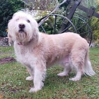 lieber, kleiner Mischling sucht..., Hund zur Adoption