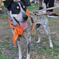 SNOOPY, m., kastr., geb. 2022, ca. 39 cm, Hund zur Adoption
