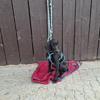 Eddie sucht ein Zuhause, Hund zur Adoption