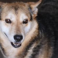 Scotty - sucht dringend ein Zuhause!, Hund zur Adoption