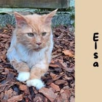 Elsa, Katze zur Adoption