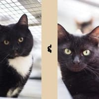Loui u. Loki, Kater zur Adoption