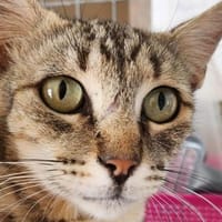 Liebe, junge Katze Trinity, Katze zur Adoption
