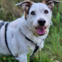Ruby, Hündin zur Adoption