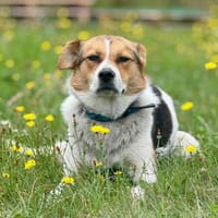 Irma ❤in 04600 sucht Zuhause, Hündin zur Adoption