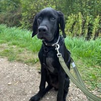 Elias sucht ein Zuhause, Hund zur Adoption